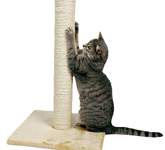 Приучение кошки к когтеточке. Как отучить кошку драть мебель.